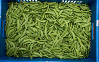 export french beans in kenya