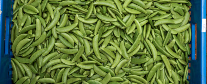 export french beans in kenya