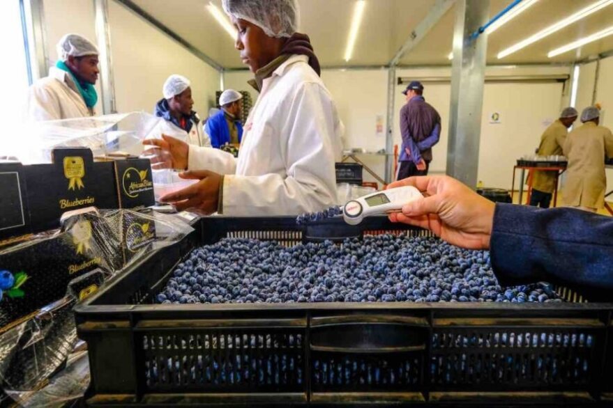 blueberry exporters in Zimbabwe