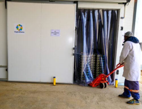 Scaling energy-efficient cold storage solutions across Africa