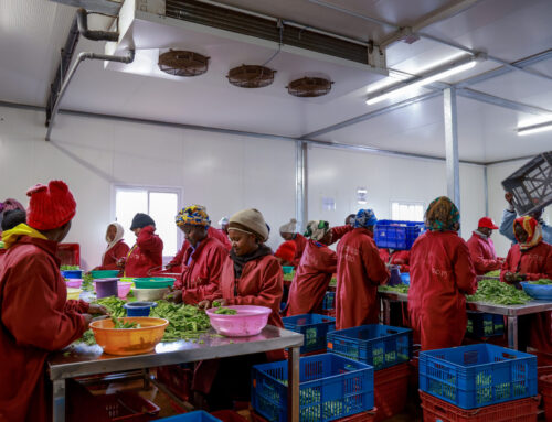 Packhouse vs Cold‑Room: Understanding the Critical Nodes in the Cold Chain